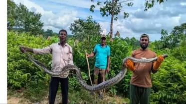 উখিয়ায় ১৪ফুট লম্বা বিরল প্রজাতির বার্মিজ অজগর উদ্ধার