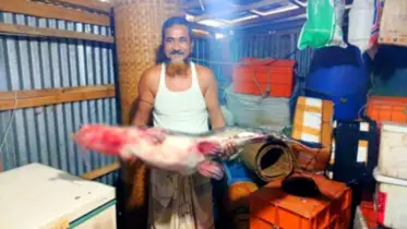 ভোলার এক আইড় ১৮ হাজার টাকা বিক্রি
