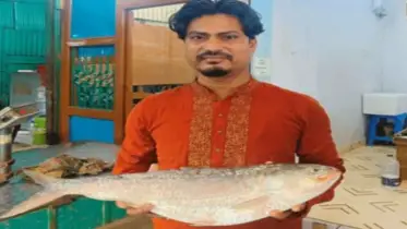 চাঁদপুরে ১ ইলিশ ১৩ হাজার টাকায় বিক্রি