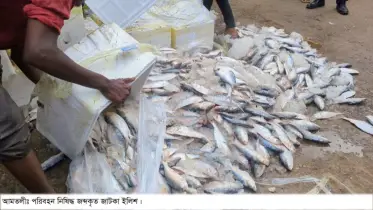 যাত্রীদের ৯৯৯ ফোনে জাটকা ইলিশ জব্দ 