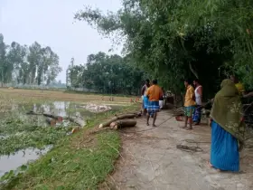 অবৈধভাবে রাস্তার গাছ কাটার অভিযোগে ইউপি চেয়ারম্যানসহ ৬ জনের বিরুদ্ধে মামলা