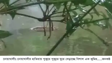 নোয়াখালীর হাতিয়ায় পুকুরে ঘুরে বেড়াচ্ছে বিশাল এক কুমির