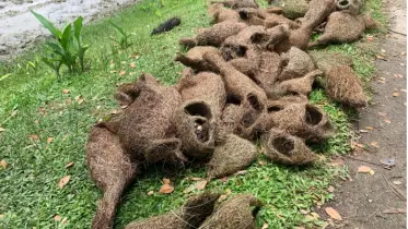 তালগাছ কেটে শতাধিক বাবুই পাখির ছানা হত্যায়  মামলা 