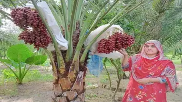 যশোরের লিজার আঙিনায় সৌদি খেজুরের মিষ্টি সাফল্য
