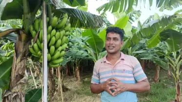 শখের বশে খালের চরে কলা চাষে সফল ফটিকছড়ির এখলাস