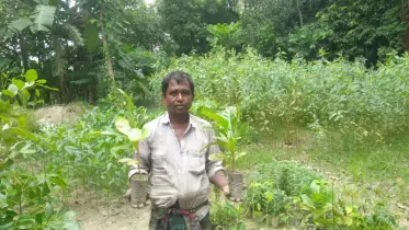 ফুলবাড়ীতে কৃষকের নার্সারিতে দুর্লভ প্রজাতির কাইজেলিয়া গাছের চারা 