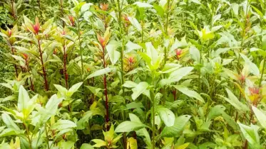 কোন শাক-সবজি লাগাবেন বর্ষাকালে, কীভাবে পাবেন ভালো ফলন!