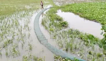 নিষিদ্ধ চায়না জালে ঘাটাইলে অস্তিত্ব সংকটে দেশীয় মাছ