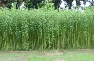 লালমনিরহাটে ব্যাপকহারে কমছে পাট চাষ, নেপথ্যের যত কারণ