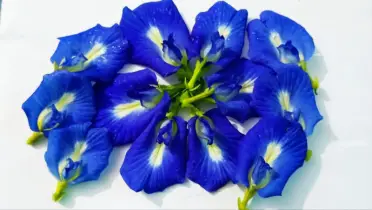রঙে নীল, গুণে অমূল্য: নীল অপরাজিতা ফুলের চা 