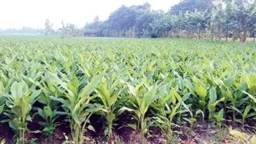 হলুদ চাষে কৃষকের ভাগ্য পরিবর্তন