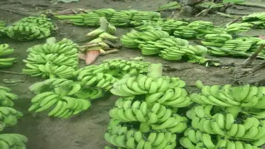 কাউনিয়ায় কলা গাছের সাথে শত্রুতা