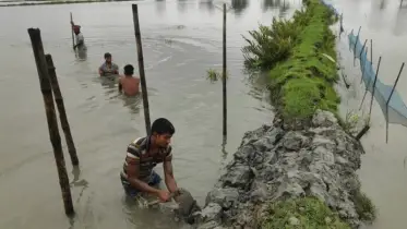বাগেরহাটে ভারী বর্ষণে ৯ শতাধিক মৎস্য ঘেরসহ কৃষিতে ক্ষতি
