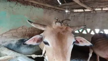 কোটচাঁদপুরে সাত শিংওয়ালা বিস্ময়কর গরু
