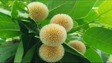 হারিয়ে যাচ্ছে প্রকৃতির অলঙ্কার কদম ফুল
