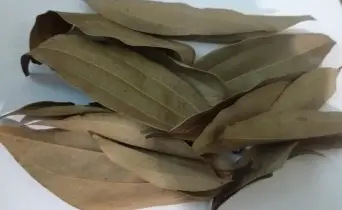 তেজপাতা: রান্নার সুগন্ধি পাতা থেকে স্বাস্থ্যরক্ষার প্রাকৃতিক পথ্য