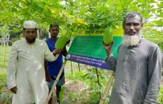 হলুদ ক্ষেতে মাচায় চাল কুমড়া ও শিম চাষে সফলতা