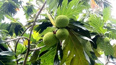 শুধু কৌতূহল নয়, ওষুধি গুণেও সমৃদ্ধ বিদেশি এই ফল এখন আকর্ষণের কেন্দ্রবিন্দু