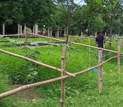 ঝোপঝাড় ও আবর্জনা জায়গায় এখন চোখজুড়ানো সবুজ শাকসবজি