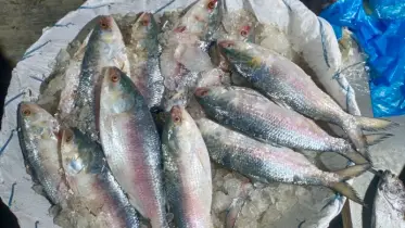 কলাপাড়ায় বাড়ছে ইলিশের সরবরাহ: দাম কমতে শুরু করলেও সাধারণের ক্রয় সক্ষম