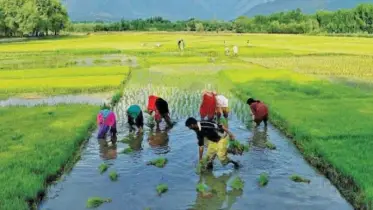 উত্তরাঞ্চলের খরায় ভেঙেছিল আশা, বৃষ্টিতে ফিরেছে মাঠে স্বপ্ন