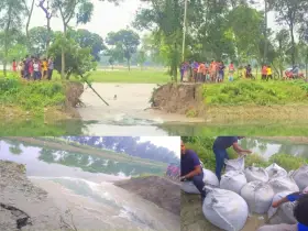 সেচ খালের ভাঙনে বিপর্যস্ত কৃষকরা, নষ্ট হলো ৩০ একর আমন খেত