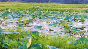 ধ্বংসের পথে ব্রাহ্মণবাড়িয়ার গোসাইস্থল পদ্মবিল: অবহেলায় হারিয়ে যেতে বসেছে একটি জীবন্ত স্বর্গ