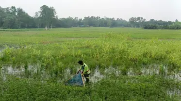 ‎ ‎পোনা’র স্বাদে সর্বনাশ! 