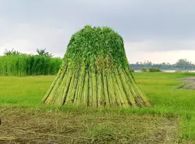 উলিপুরে সোনালী আঁশে স্বপ্ন দেখছেন চরাঞ্চলের কৃষকেরা