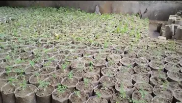 অতিবৃষ্টিতে হর্টিকালচার সেন্টারে বিভিন্ন প্রজাতির ১০ হাজার চারা নষ্ট