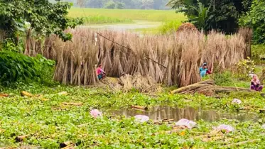 পাটের আশ ছাড়ানোয় গ্রামজুড়ে উৎসব, বাজারদরের অপেক্ষায় কৃষকের চোখ