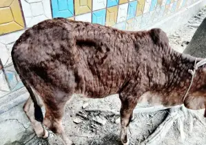 বেড়েই চলেছে লাম্পি স্কিন, গত দুই মাসে মারা গেছে ৭২টি গরু