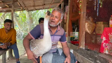 রাজহাঁস ‘রাজা’ ও কৃষক জাকির: নিঃশব্দ এক হৃদয়ের বন্ধন
