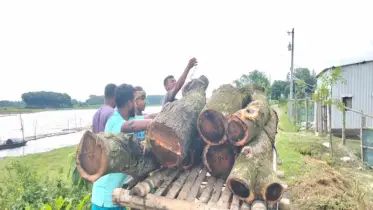 নির্বিচারে সড়কের সরকারি গাছ কেটে নিয়ে যাচ্ছে দুর্বৃত্তরা
