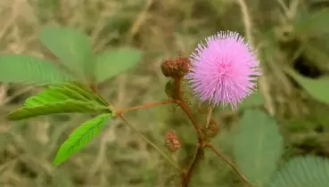 স্পর্শে চুপসে যায় যে গাছ, তাতে লুকিয়ে আছে আশ্চর্য ঔষধি গুণ