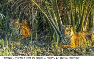 ৫ বছরে বাঘ বেড়েছে ১০ শতাংশ : ২৫ বছরে ৩০ বাঘের মৃত্যু