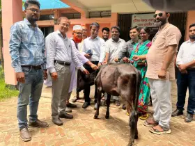 রাণীশংকৈলে ক্ষুদ্র নৃগোষ্ঠী পরিবারের মাঝে গরু বিতরণ