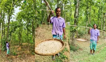 ঝুঁকি সত্ত্বেও পিঁপড়ার ডিম সংগ্রহে চলছে শতাধিক পরিবারের সংসার