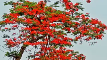 কৃষ্ণচূড়ার রঙে রঙিন প্রকৃতি: গ্রীষ্মের খরতাপেও চোখজুড়ানো শান্তি