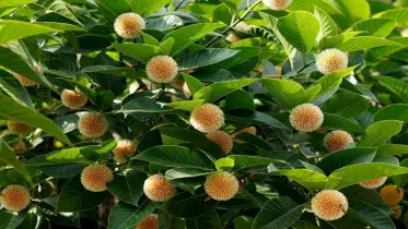 ঝিনাইগাতীর চারিদিকে মুগ্ধতা ছড়াচ্ছে কদম ফুল