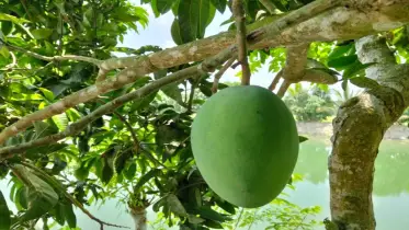 আম চাষে সফল রাজাপুরের তরুণ উদ্যোক্তা আজিজুল