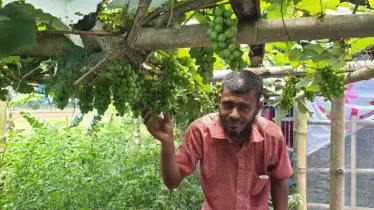 ঠাকুরগাঁওয়ে ইউটিউব দেখে বাঁশের মাচায় আঙ্গুর চাষে সফল জুয়েল ও শিপন