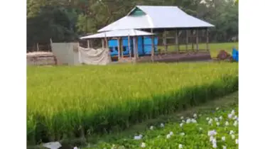 নগরায়ণের ফলে কমছে কৃষি জমি ও বনাঞ্চল ॥ বিবিএস
