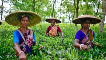 শাবিপ্রবিতে বাংলাদেশ-চায়না টি সামিট ২০ মে