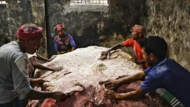 এ বছর কাঁচা চামড়ার সংগ্রহ ১০-১৫ শতাংশ কম হবে