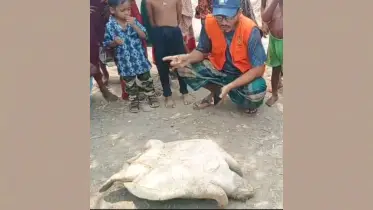 সুন্দরবনের নদীতে ধরা পড়ল বিরল প্রজাতির ২০ কেজি ওজনের কাছিম