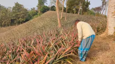 ফলন ভালো হলেও লাভ নেই: খাগড়াছড়ির আনারস চাষে হতাশ কৃষক