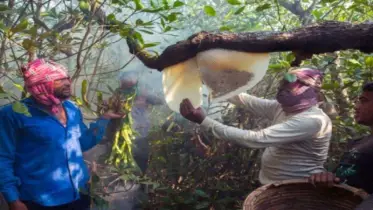 সুন্দরবনে মধু আহরণ শুরু