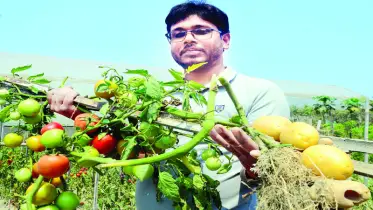 রঙিন ক্যানভাসের মতো বাগান, ঝুলে আছে মনলোভা টমালু