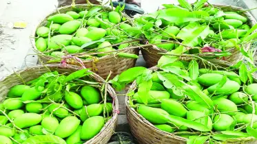 সীতাকুণ্ড পাহাড়ের কাঁচা আম যাচ্ছে সুইডেন ও ইতালিতে